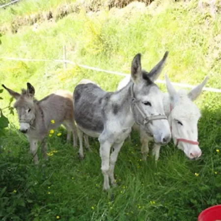 Lejlighed Urlaub Im Herrenholz Zell am Harmersbach