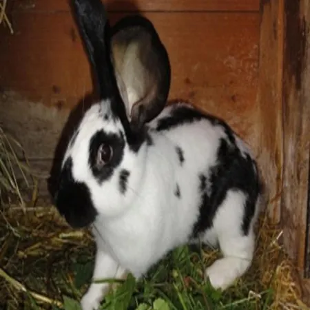 Urlaub Im Herrenholz *