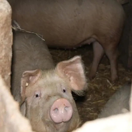 Urlaub Im Herrenholz Zell am Harmersbach